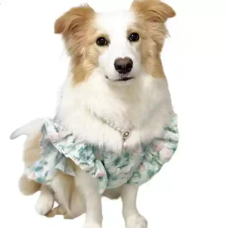 Pet Clothes Spring and Summer  - Summer Dog Clothing 评论和价格