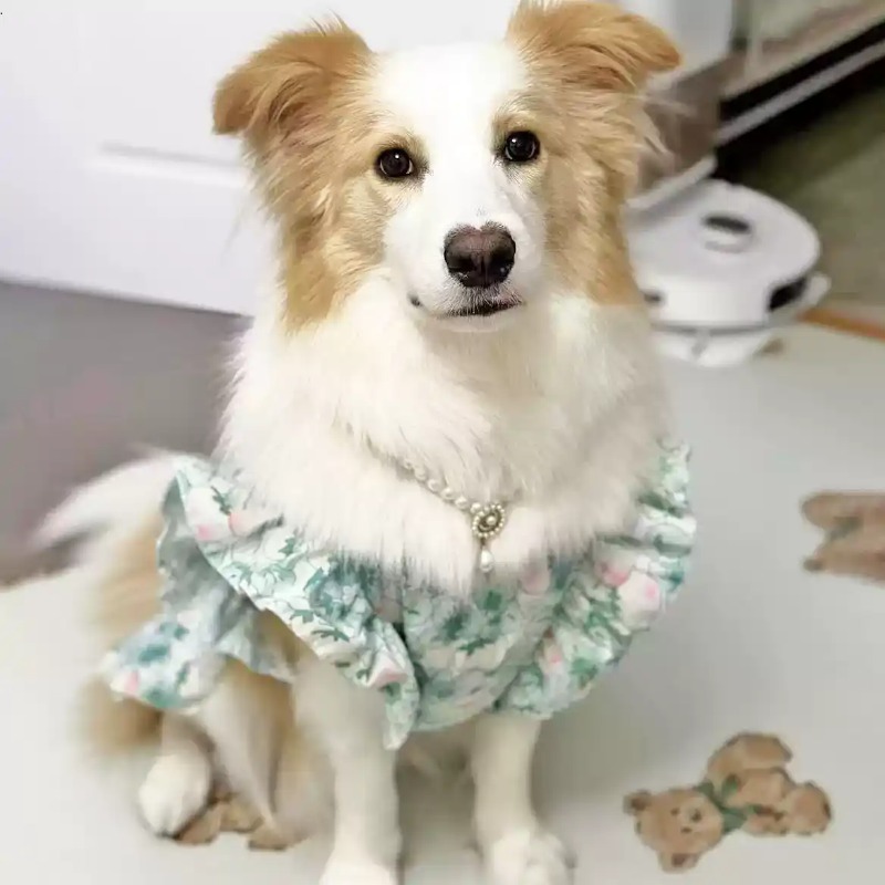 Pet Clothes Spring and Summer  - Summer Dog Clothing 评论和价格
