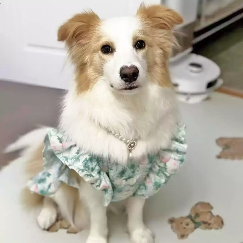 Pet Clothes Spring and Summer  - Summer Dog Clothing 评论和价格